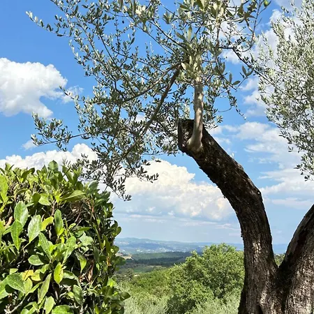 La Corte Siena * Cetona
